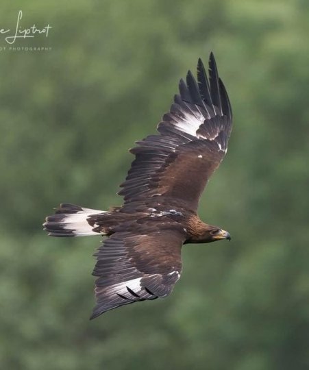 Your chance to help to return Eagles to Welsh Skies