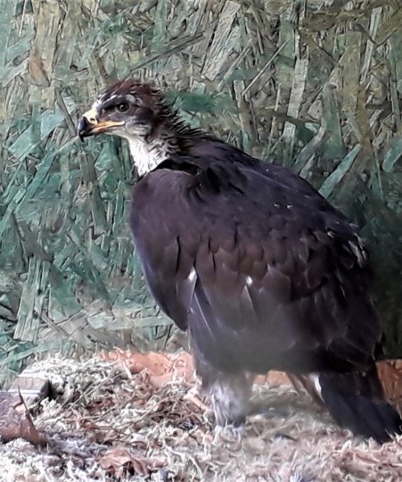 Eaglets Blog #2: Emily in the aviaries