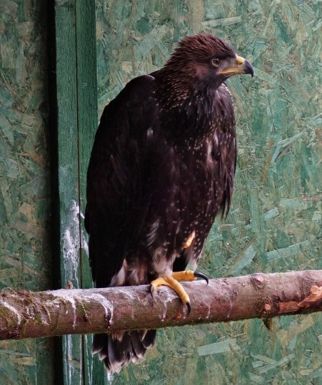 Update on south Scotland golden eagle Speckled Jim