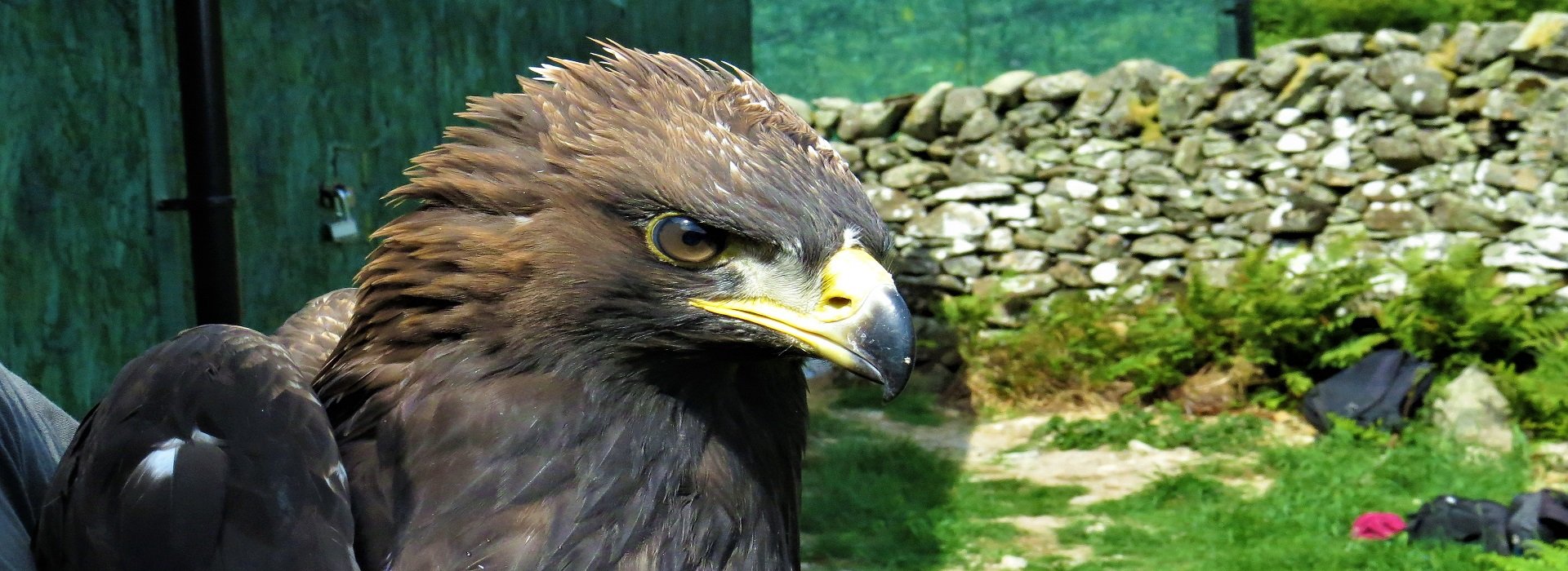 Meet The Eagles South Of Scotland Golden Eagle Project