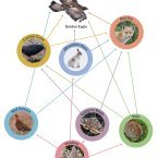 food web display showing golden eagle at the top of the food chain