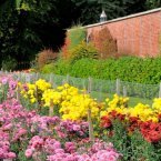 the flower borders inside Philiphaugh walled garden showing blooms of pink, yellow and red dhalia