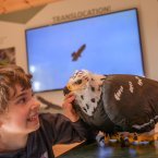 a child looking at the 3D eaglet