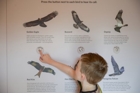 a child pressing one of the buttons on the bird of prey audio board