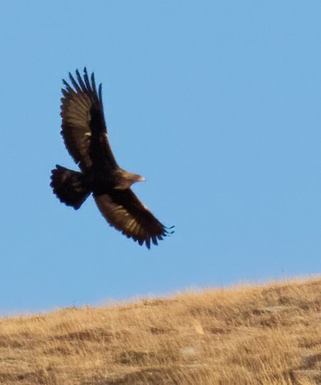 a golden eagle banking across a dry grassy hillside