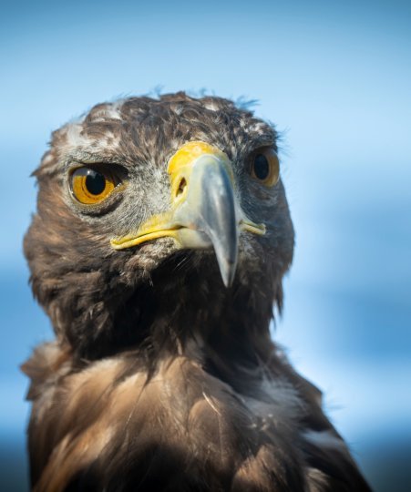 Close up of a golden eagle staring at the camera