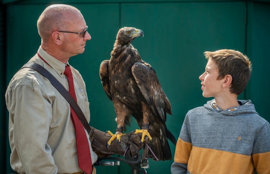 Rhuallan Raptors - Meet an Eagle