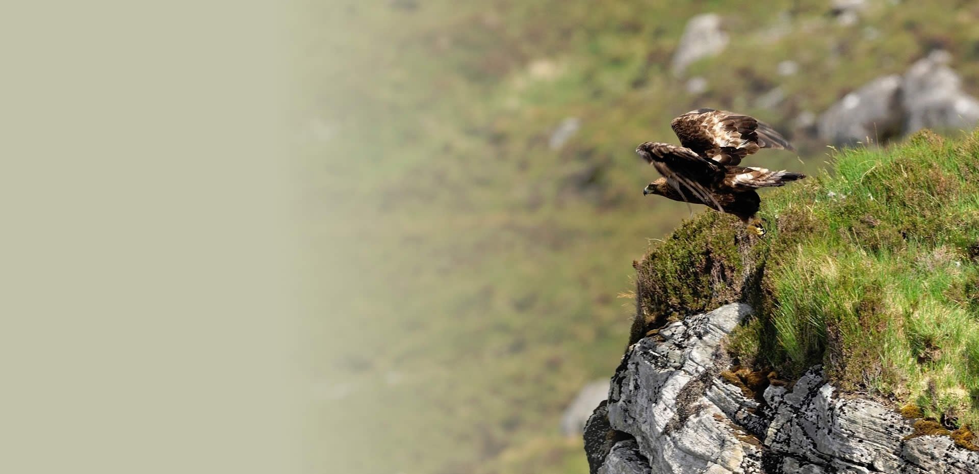 South Scotland Golden Eagle Reintroduction