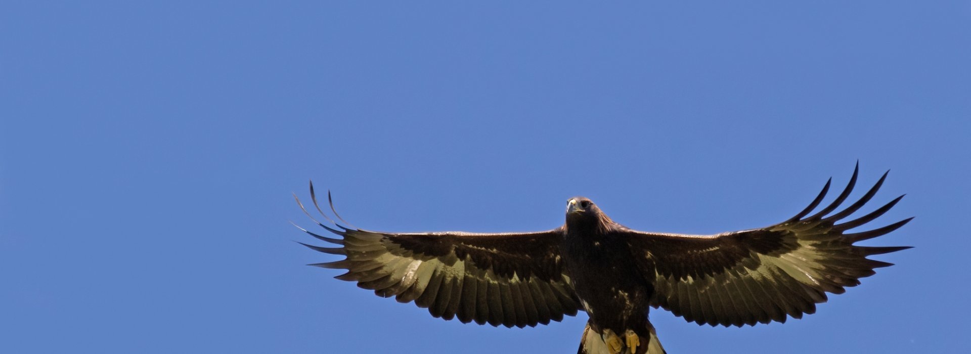 Golden Eagle soaring in a blue sky