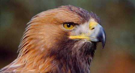 Close up of a golden eagle with its golden nape resplendent in the morning sun